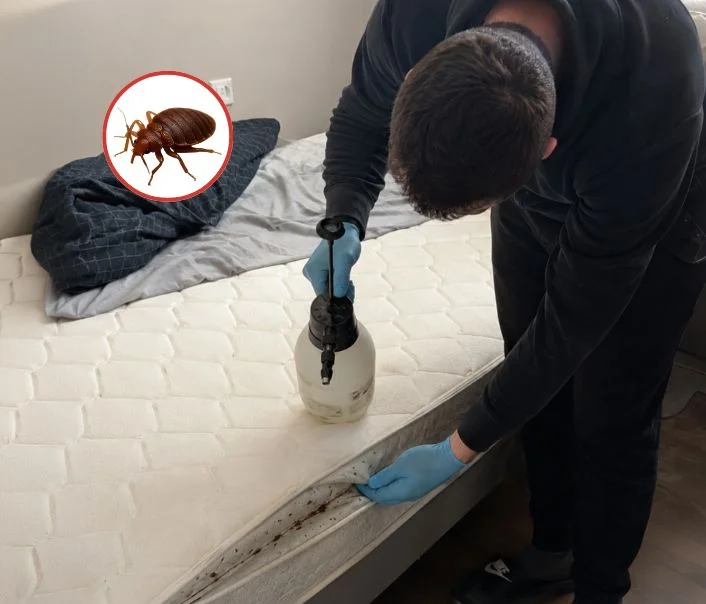 Technicien traitant un matelas contre les punaises de lit à Dourdan